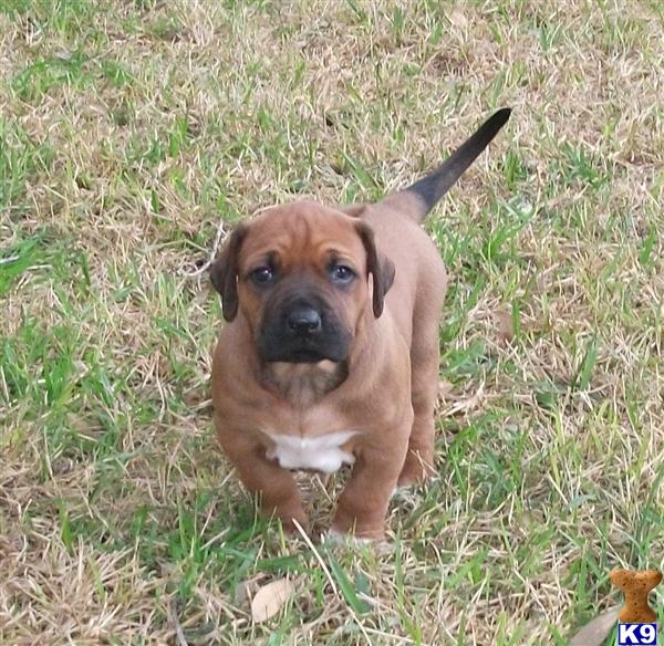 Rhodesian Ridgeback